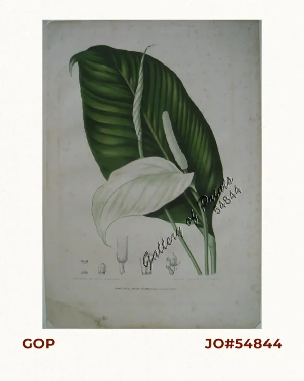 Spathiphyllopsis Minahassae. T. et B. [Spathiphyllum]