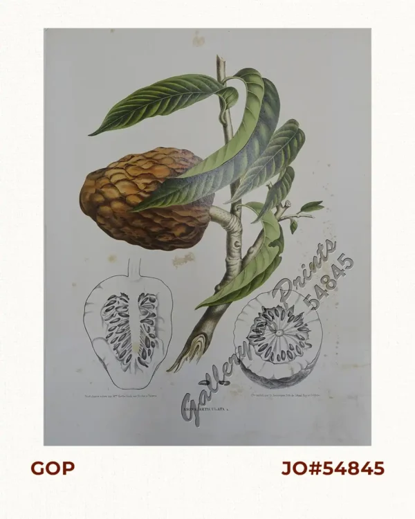 Anona Reticulata. L. [English: Custard Apple / Sugar Apple Bullock's Heart / Sweetsop ; Tagalog: Atis]