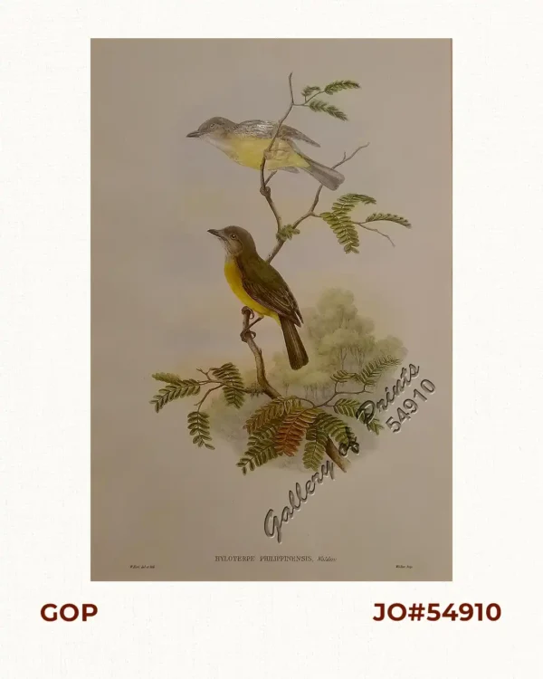 Hyloterpe Philippinensis, Walden. [Philippine-Islands Thickhead]