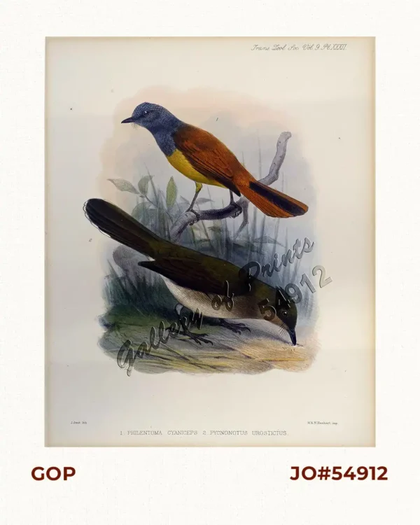 1) Philentoma Cyaniceps [Flycatcher]; 2) Pycnonotus Urostictus [Wattled Bulbul]