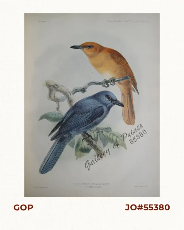 Zeocephus Cinnamomeus (Fig. 1) [Rufous Paradise Flycatcher] Z. Cyanescens (Fig. 2), pl.48 [Blue Paradise Flycatcher]