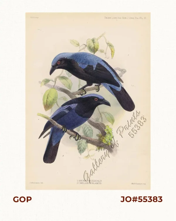 1) Irena Tweeddalii, 2)  I. Melanochlamys. (1. Palawan Fairy BLuebird) (2.Philippine Fairy Bluebird)