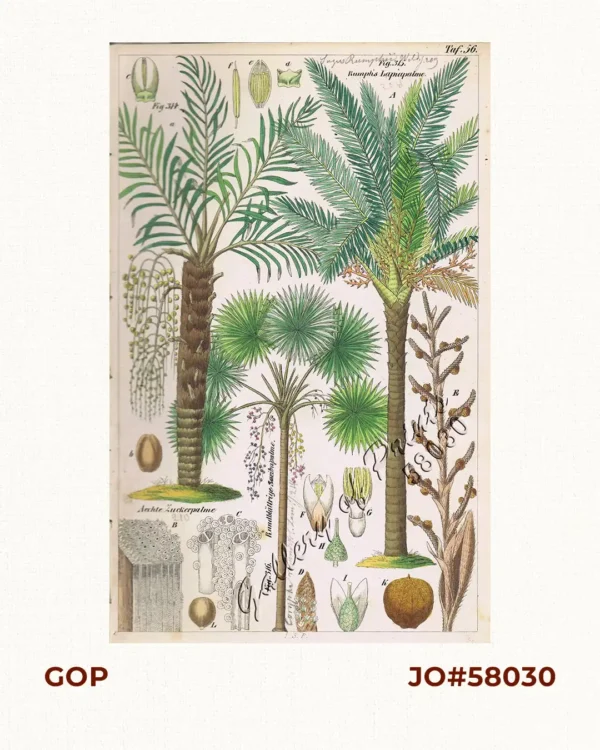 Aechte Zuckerpalme. Fig. 314. [Genuine Palm Suger]; Rumph's Lapiapalme. Fig. 315. [Rumph's Lapiapalm]; Rundblättrige Saribupalme. Fig. 316. [Round-leaved Saribupalm]