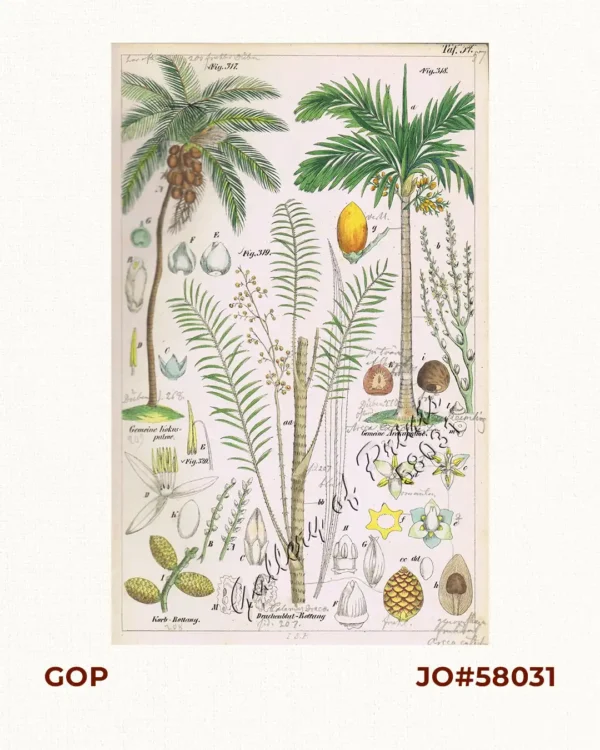Gemeine Kokospalme. Fig. 317. [Common Coconutpalm]; Gemeine Arekapalme. Fig. 318. [Common Areca Palm]; Drachenblut-Rottang. Fig. 319. [Dragonblood-Rottang.]; Korb-Rottang. Fig. 320. [Basket-Rottang]