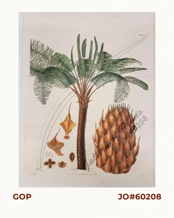Cycas Circinalis [Sage Palm Tree]