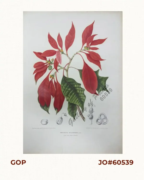 Poinsettia Pulcherrima. Grah. [English: Poinsettia.  Spanish: Pascuas] [Local Name: Christmas Flower]