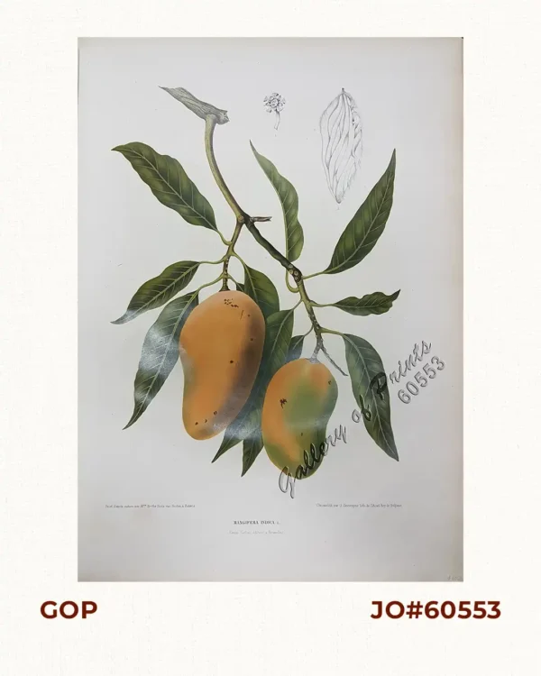 Mangifera Indica. L. [English: Mango. Local Name: Mangga]