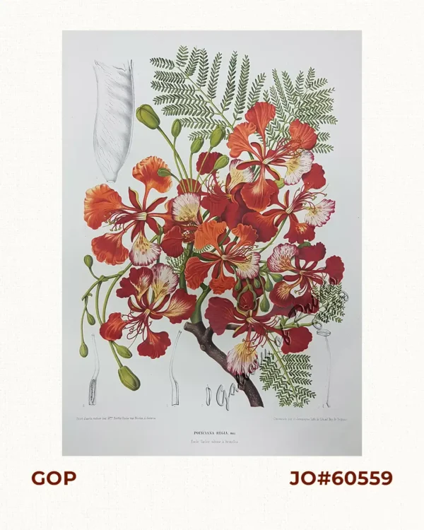 Poinciana Regia. Boj. [Local Name: Fire Tree]