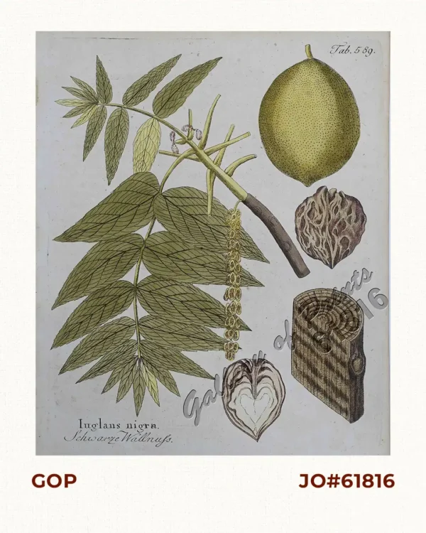 Juglans Nigra. Schwarze Wallnuss. [Black Walnut]