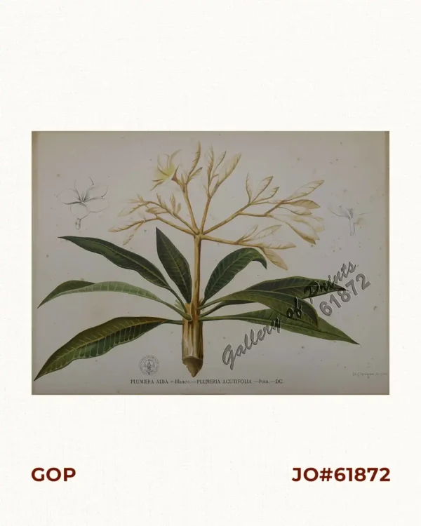 Plumiera Alba. - Blanco. - Plumeria Acutifolia. - Poir. - DC. [English: White Frangipani] [Local Name: White Kalachuchi]