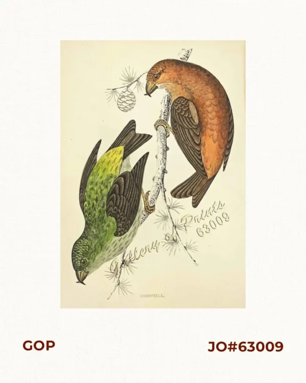 Crossbill