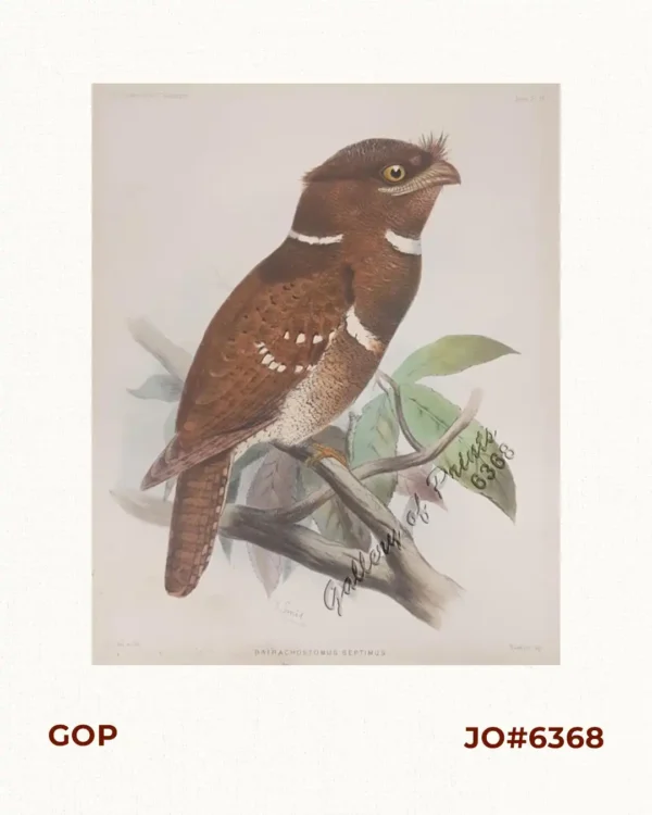Batrachostomus Septimus pl. 2 [Frogmouth]