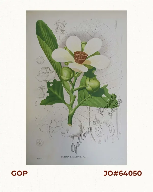 Dillenia Reifferscheidia: -  [Local Name: Katmon]