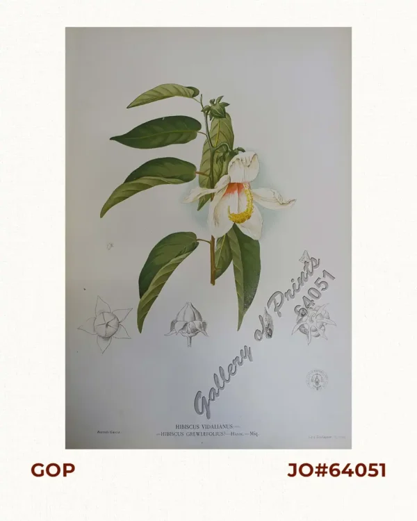 Hibiscus Vidalianus: -  =Hibiscus Grewiæfolius? - Hassk. - Miq.  [Local Name: Gumamela]