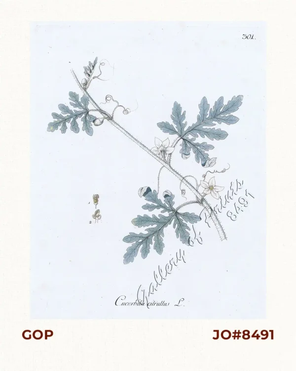 Cucurbita citrullus L. [Watermelon]