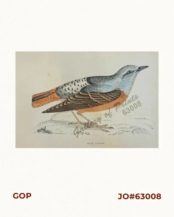 Rock Thrush