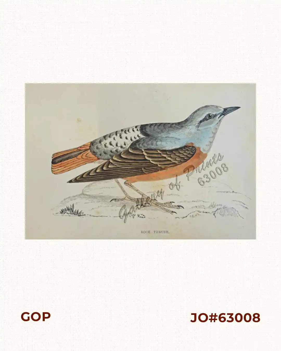 Rock Thrush