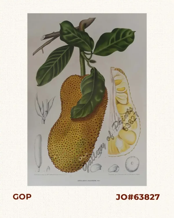 Artocarpus Polyphema. Pers. [English: Jackfruit.  Local Name: Nangka]