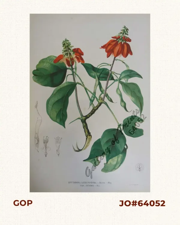 Erythrina Lithosperma. - Blum. - Miq.  Var. Inermis: - Miq.  [Local Name: Coral Tree / Dapdap]