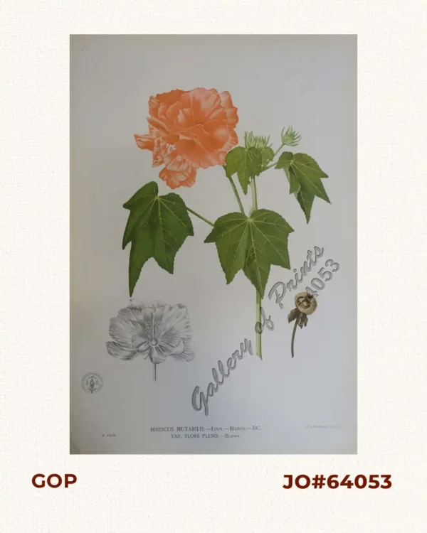 Hibiscus Mutabilis. - Linn. - Blanco. - DC.  Var. Flore Pleno. - Blanco.  [Philippine name: Amapola] [English: Confederate Rose / Cotton Rose]