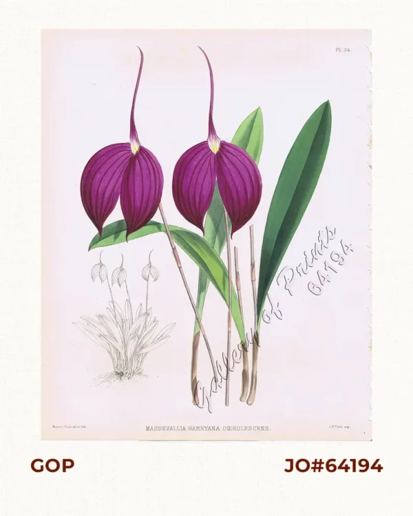 Masdevallia Harryana Coerulescens.  [Flag Orchid]