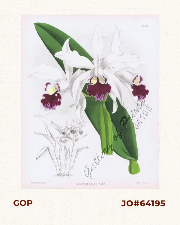 Laelia Elegans Alba  [White Cattleya Elegans Hybrid Orchid]