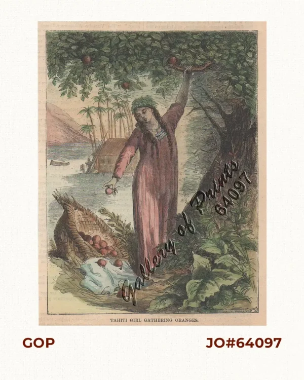 Tahiti Girl Gathering Oranges.