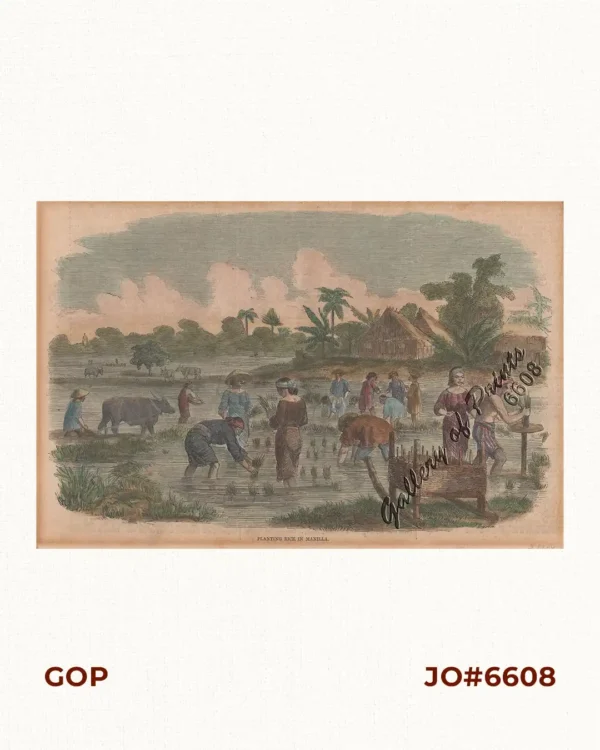 Planting Rice in Manilla