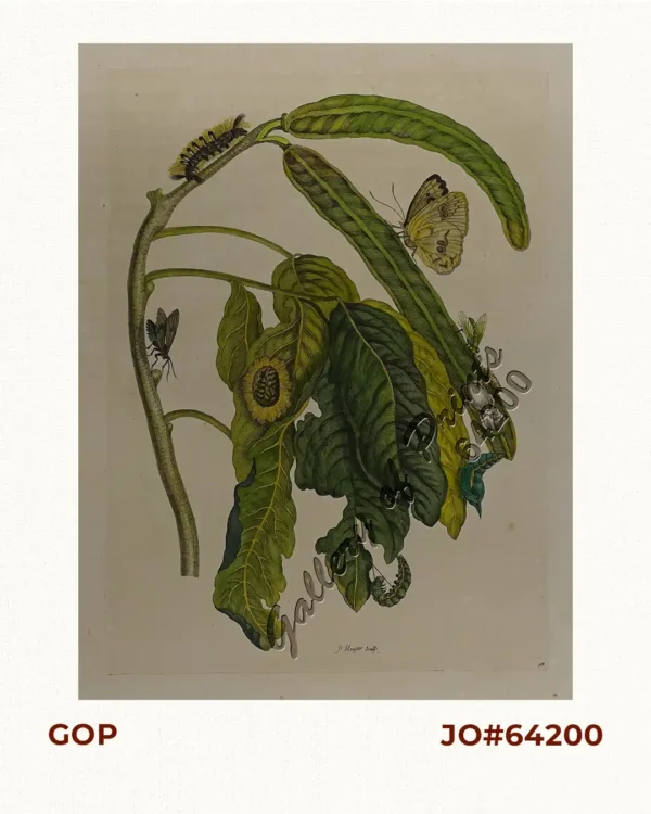 [Cloudless Sulphur Butterfly and Caterpillar with Moth]