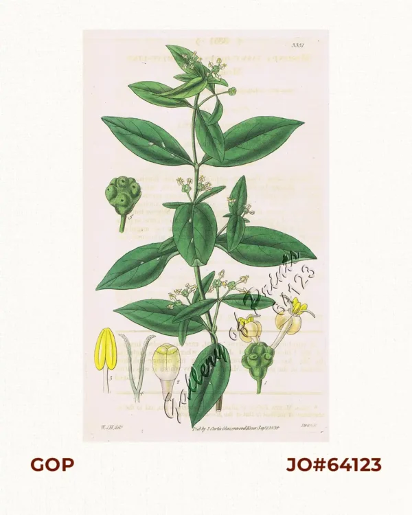 Morinda Jasminoides  [Sweet Morinda]  [Jasmine Morinda]