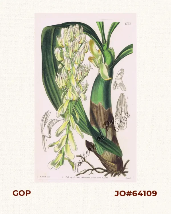 Eria Dillwynii.  [Dillwyn Llewlyn's Eria]  [Eria Bractescens]