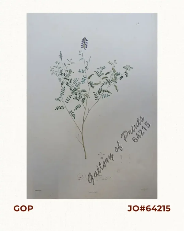 Dalea Bicolor [Silver Prarie Clover]