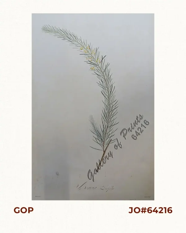 Acacia Linifolia [White Wattle or Flax Wattle]