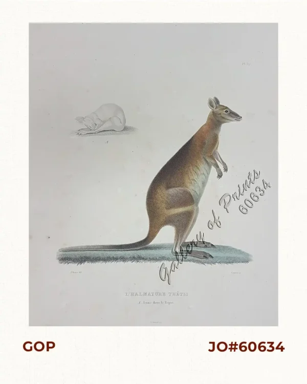 L'Halmature Thétis  [Kangaroo] A. Jeune dans le Repos