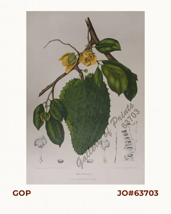 Anona Muricata. L. [English: Soursop  Local Name: Guyabano]