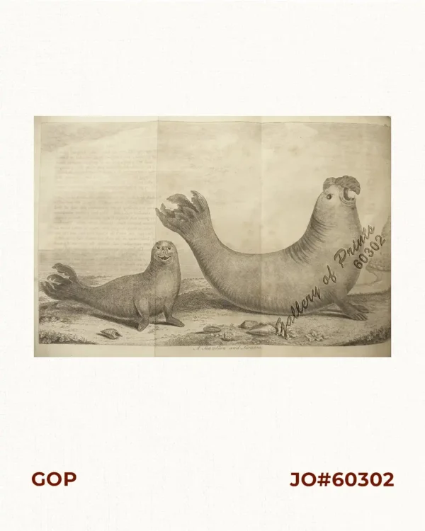 A Sea=Lion and Lioness.