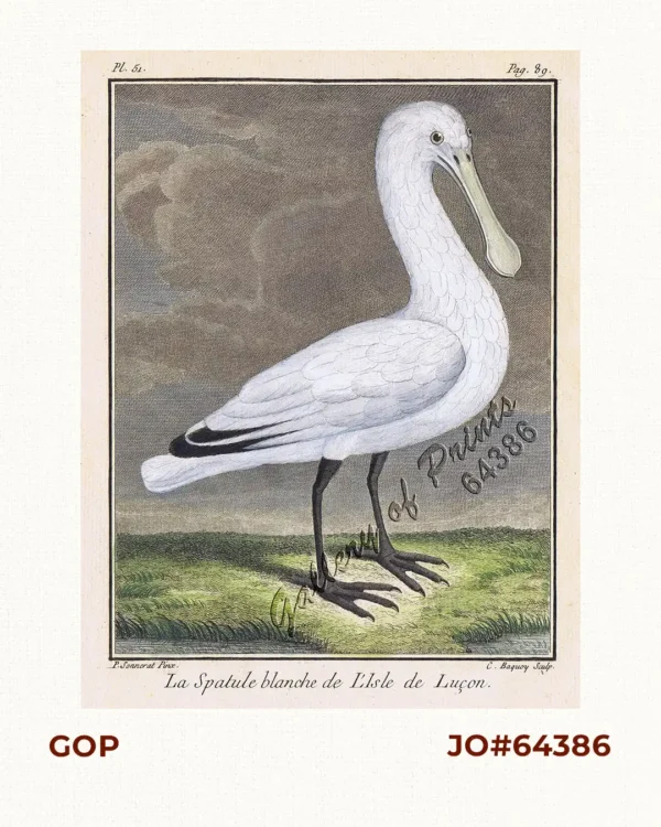 La Spatule blanche de L'Isle de Luçon