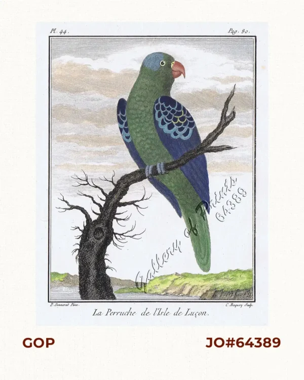 La Perruche de l'Isle de Luçon  [Blue-naped parrot (Tanygnathus lucionensis), [Blue-crowned green parrot, Luzon parrot, the Philippine green parrot, Pikoy [Tag.]