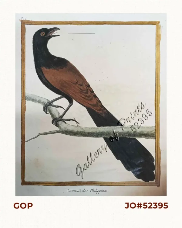 Coucou, des Philippines [Philippine Coucal] [Sabukot/ Tsabukot] [Centropus Viridis]