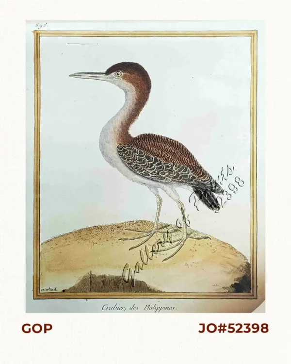 Crabier, des Philippines   [Heron] [Bakau] [Ardea sp.]