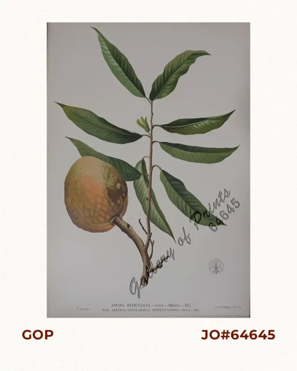 Anona Reticulata. - Linn. - Blanco. - DC. Var. Areolis Angularibus, Subpentagons. - Dunal. - DC.  [Philippine Name: Anonas] [English: Custard Apple]