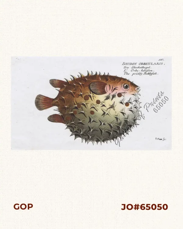 Diodon Orbicularis  [Birdbeak Burrfish]  Die Stachelkugel.  L'Orbe-herisson.  The prickly Bottlefish.