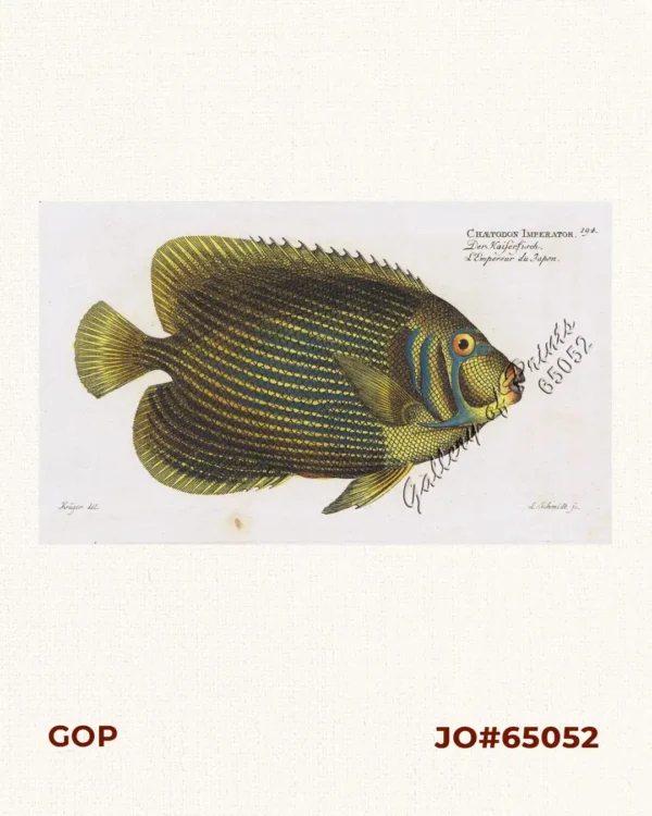 Chætodon Imperator  [Emperor Angelfish]  Der Kaiserfisch.  L'Empereur du Japon.