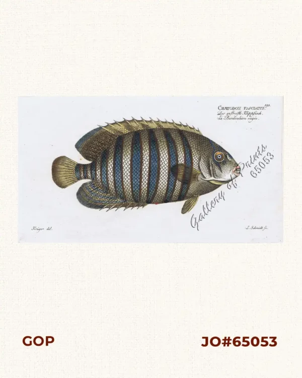 Chætodon Fasciatus.  [Diagonal Butterflyfish]  [Raccoon Butterflyfish]  Der gestreifte Klippfisch.  La Bandoulière rayée.