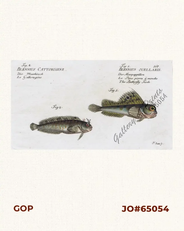 Fig. 1. Blennius Ocellaris.  [Butterfly Blenny]  Der Meerpappillon  Le Perce pierre à mouche  The Butterfly Fisch  Fig. 2. Blennius Gattorugine.  [Tompot Blenny]  Der Meerhirsch  Le Gattorugine