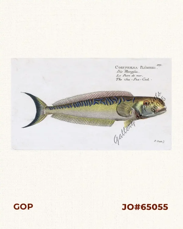 Coryphæna Plümeri  [Sand Tilefish] Die Meerpfau. Le Paon de mer. The Sea-Pea-Cock