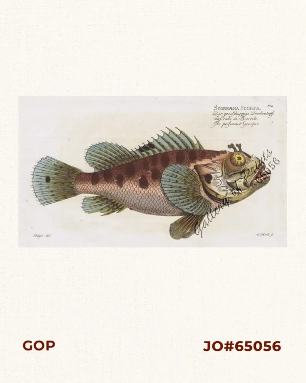 Scorpæna Scorfa.  [Red Scorpionfish] Der grosschuppige Drachenkopf. La Crabe de Diarrits. The poisonnet Grooper.