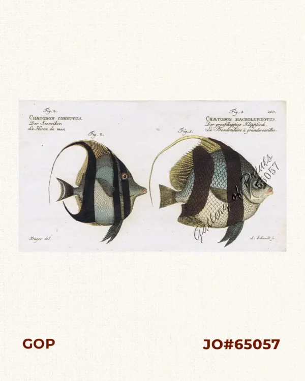 Fig. 1. Chætodon Macrolepidotus.  [Pennant Coralfish]  Der grosschuppige Klippyfisch.  La Bandoulière à grandesecailles.  Fig. 2. Chaetodon Cornutus.  [Moorish Idol]  Der Seereiher.  Le Heron de mer.