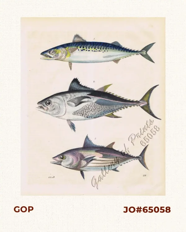 1. [Skipjack Tuna].  2. [Atlantic Bluefin Tuna].  3. [Albacore/Longfin Tuna].