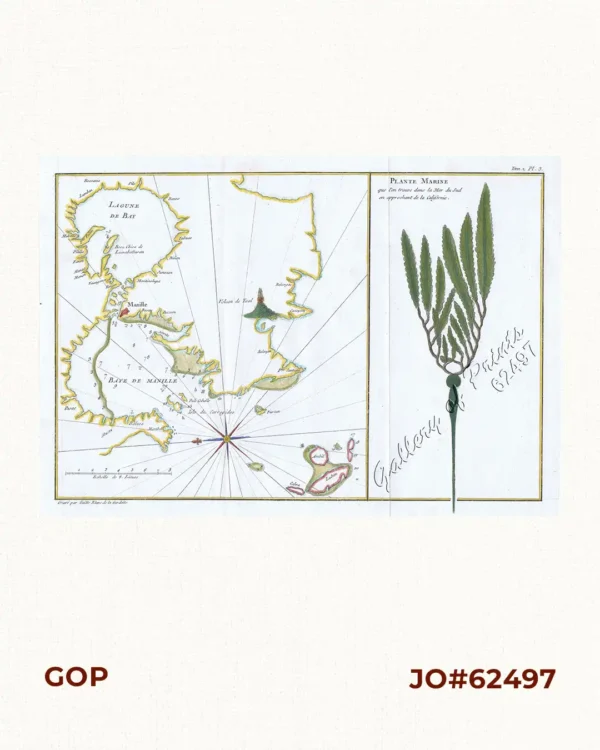 1) [Lagune de Bay] [Baye de Manille].  2) Plante Marine...